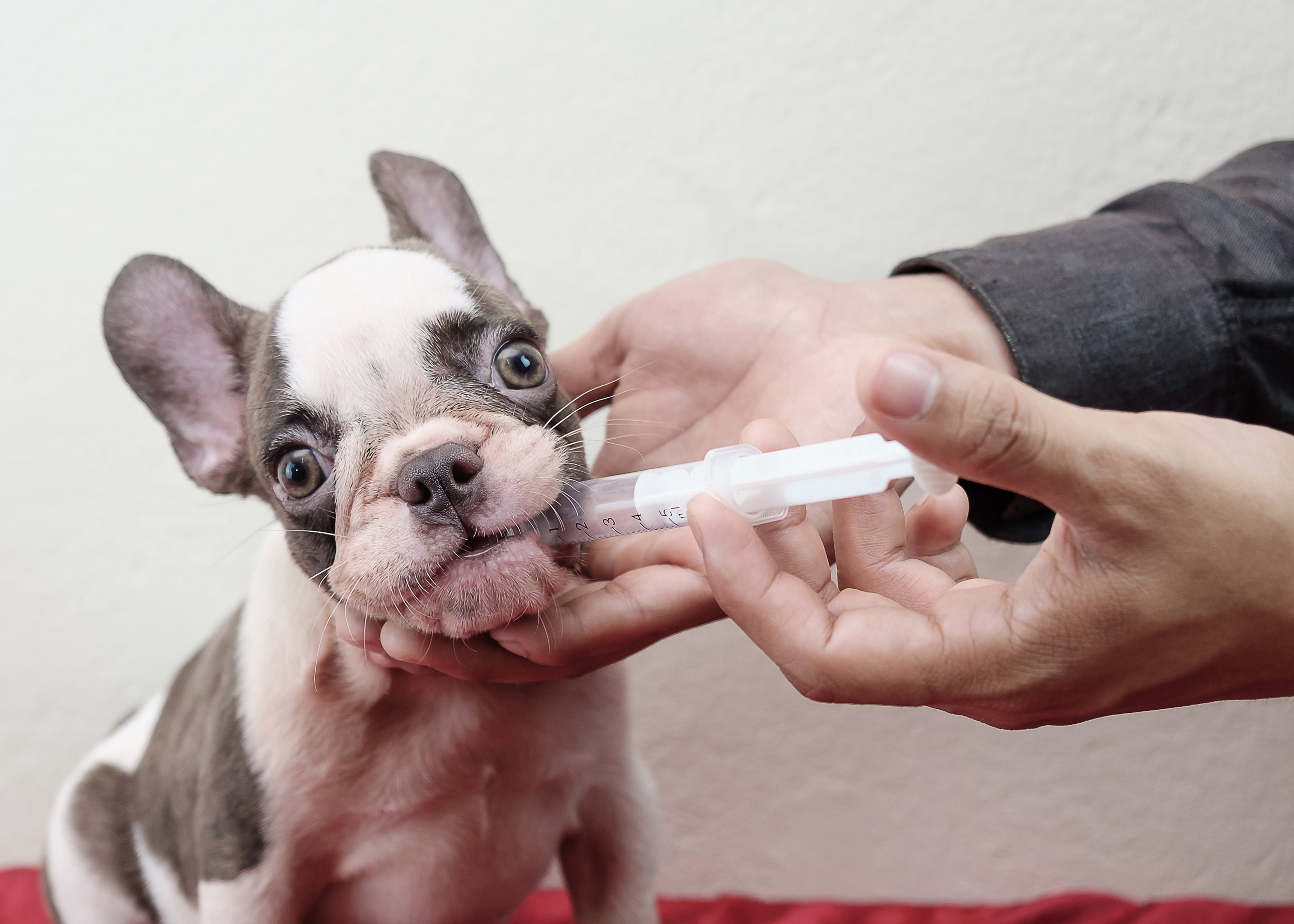Funny,Face,Of,French,Bulldog,Puppy,While,Vet,Feeding,Medicine