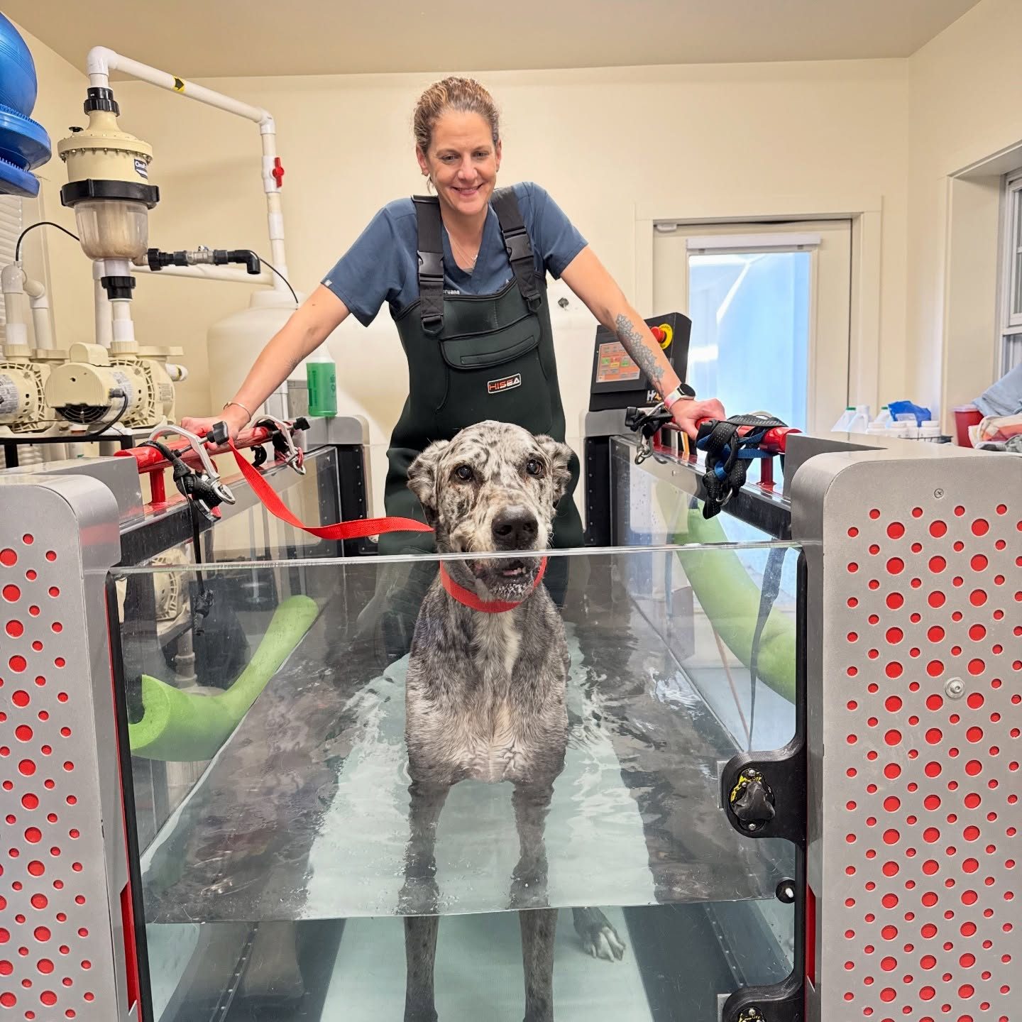 Dog rehabilitation at Crozet Animal Wellness Center