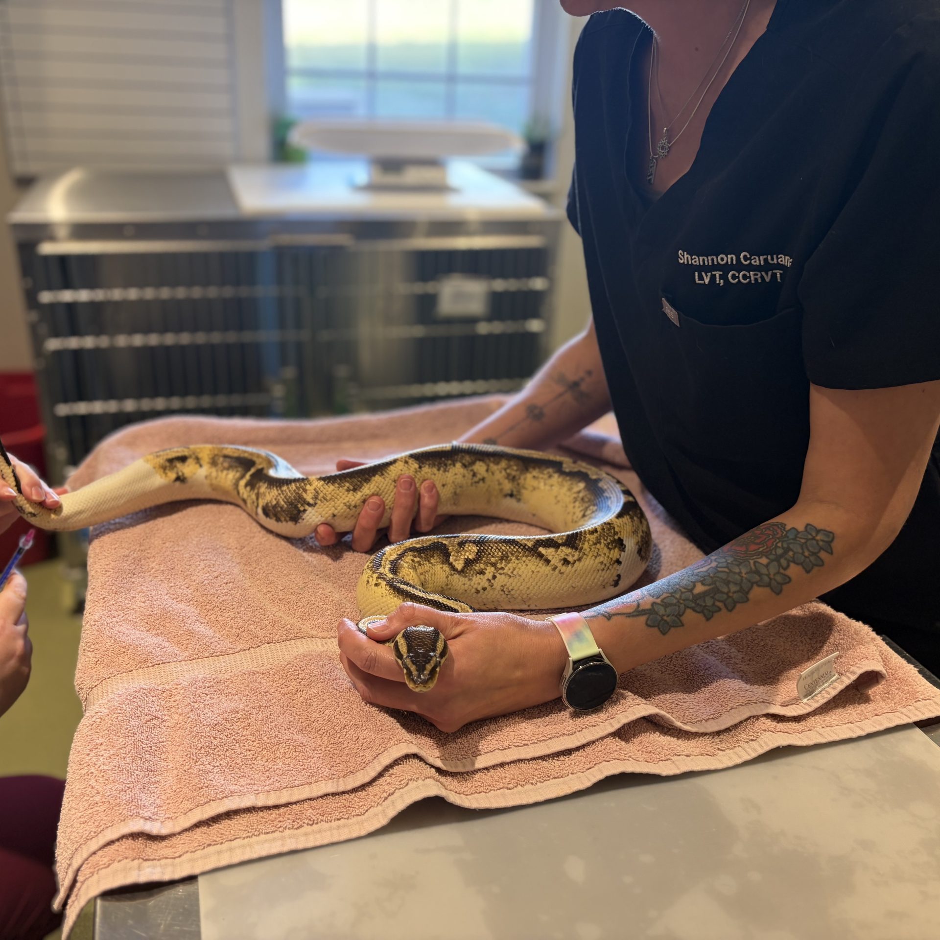 Large snake getting blood drawn at Crozet Animal Wellness Center