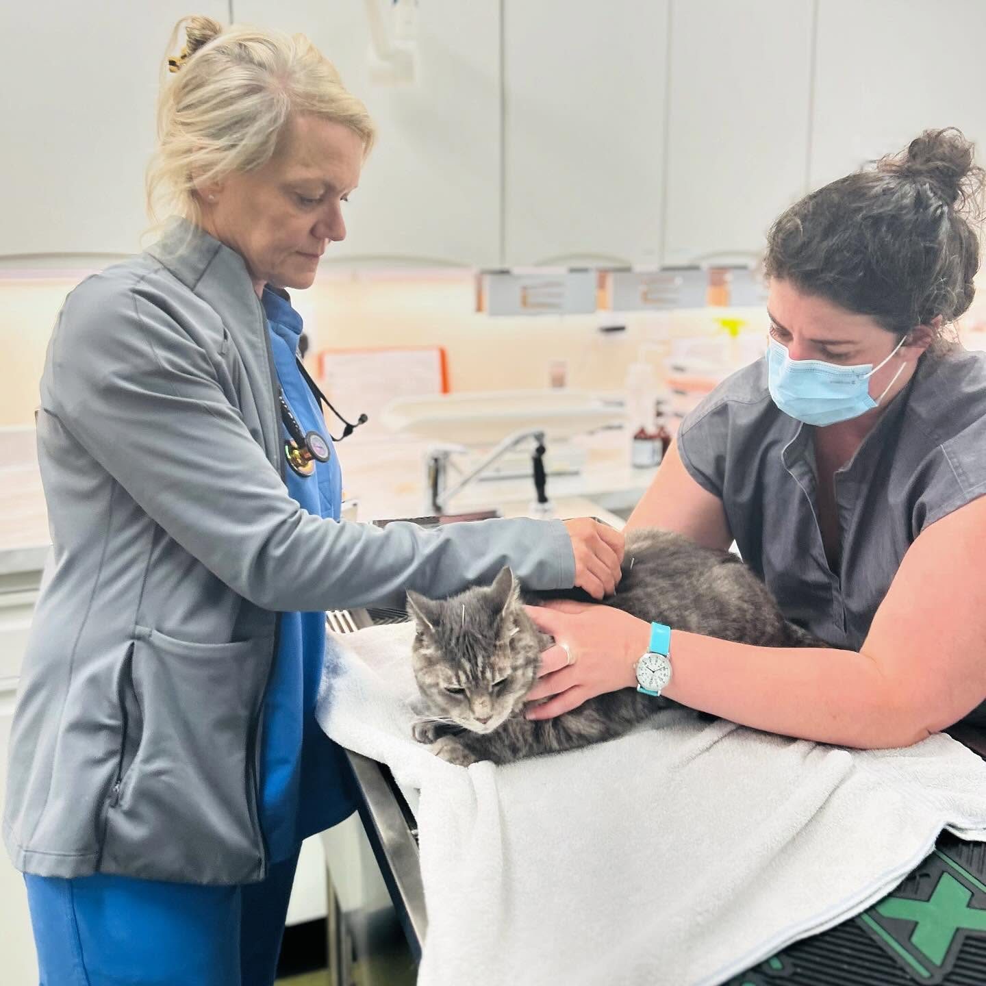 pet acupuncture awc