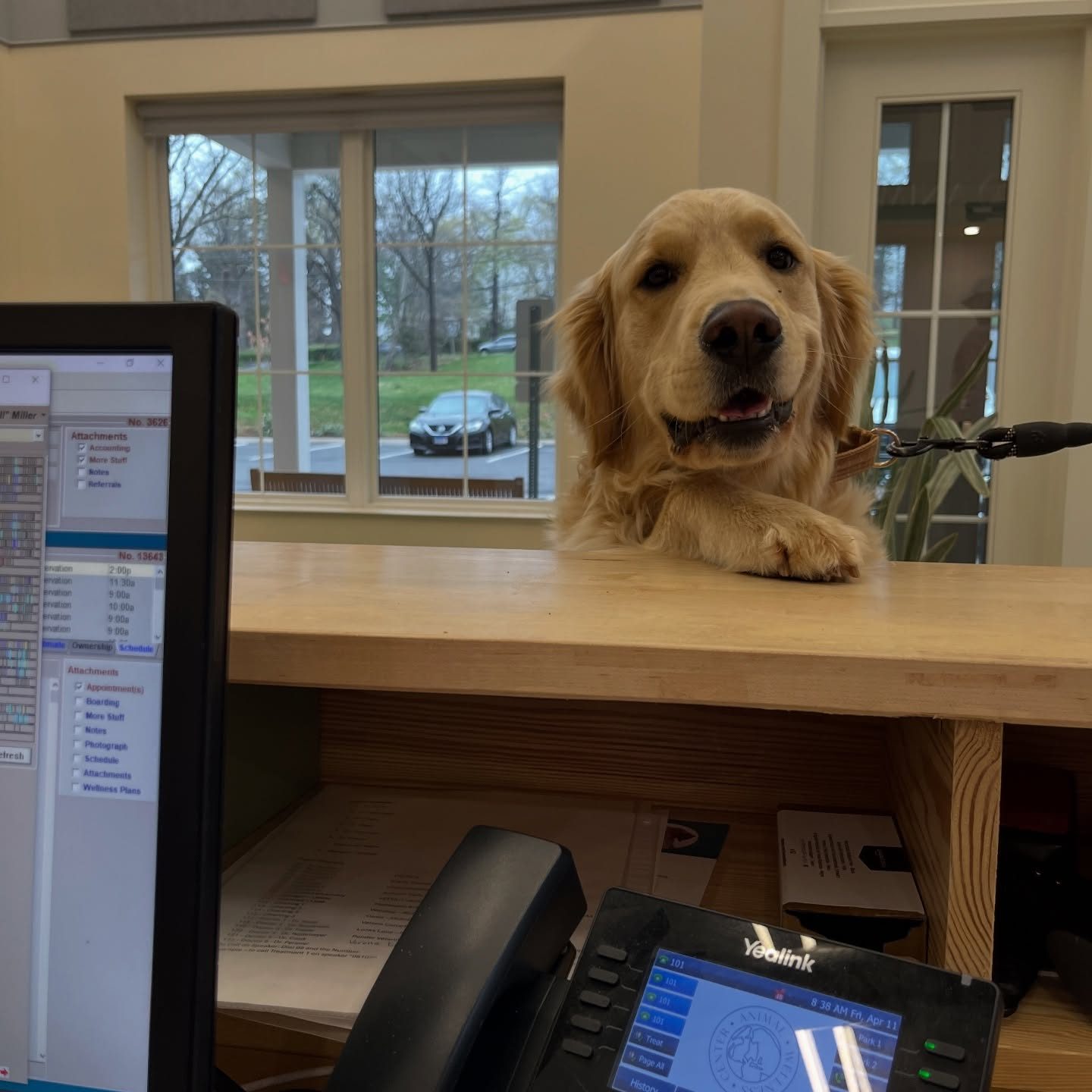 Smiling retriever Dog at Animal Wellness Center