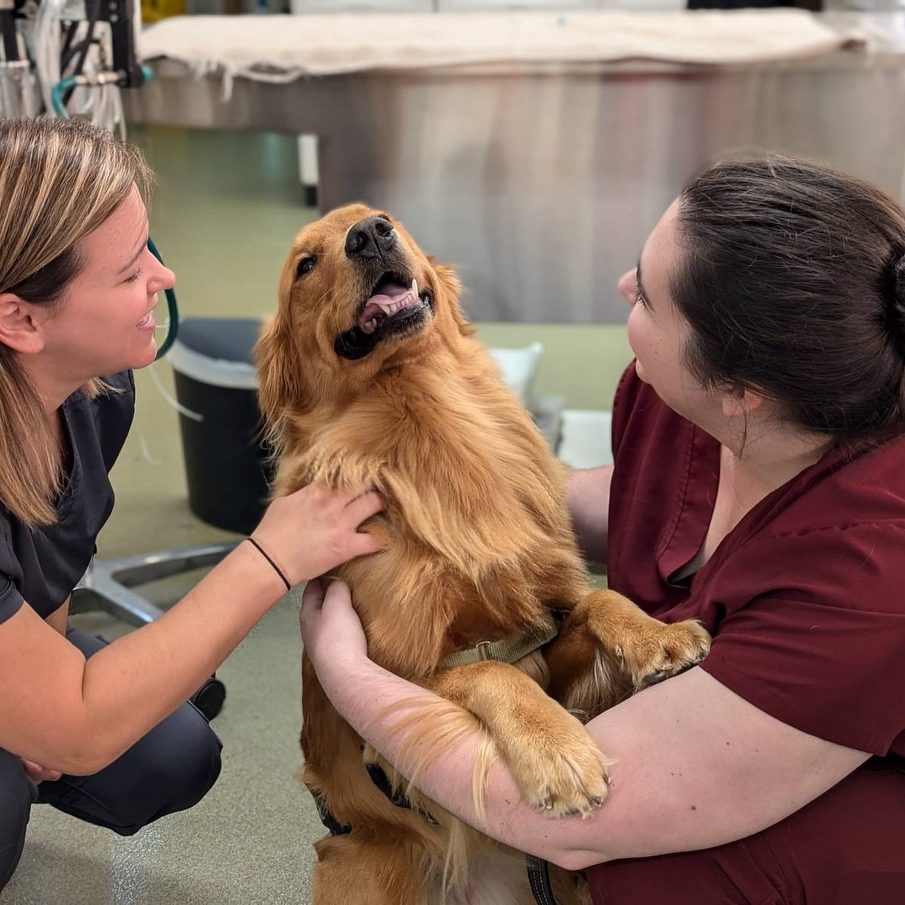 Very happy dog playing with a vet tech