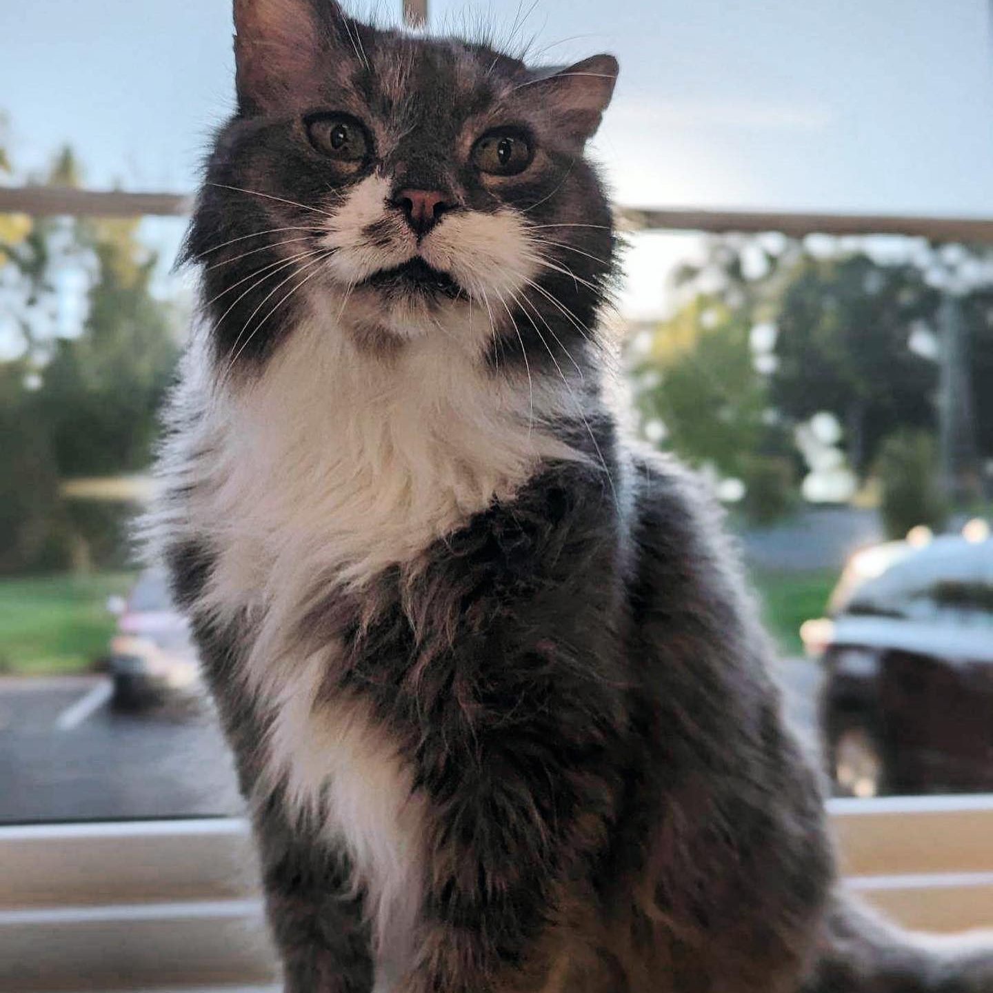 Close up of a grey cat standing in front of a window