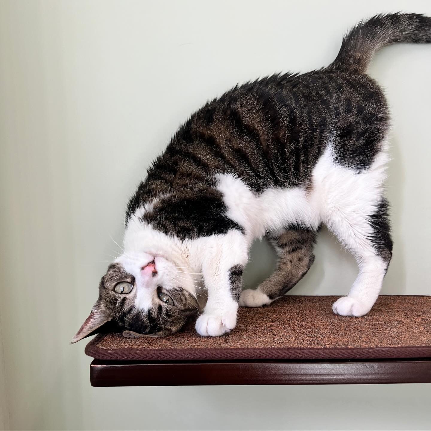 Cat in a silly pose