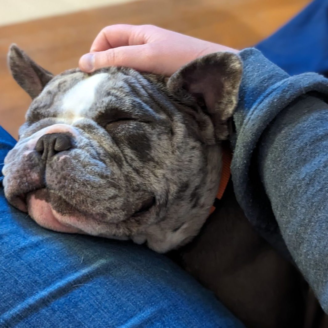 Bulldog cuddling with owner