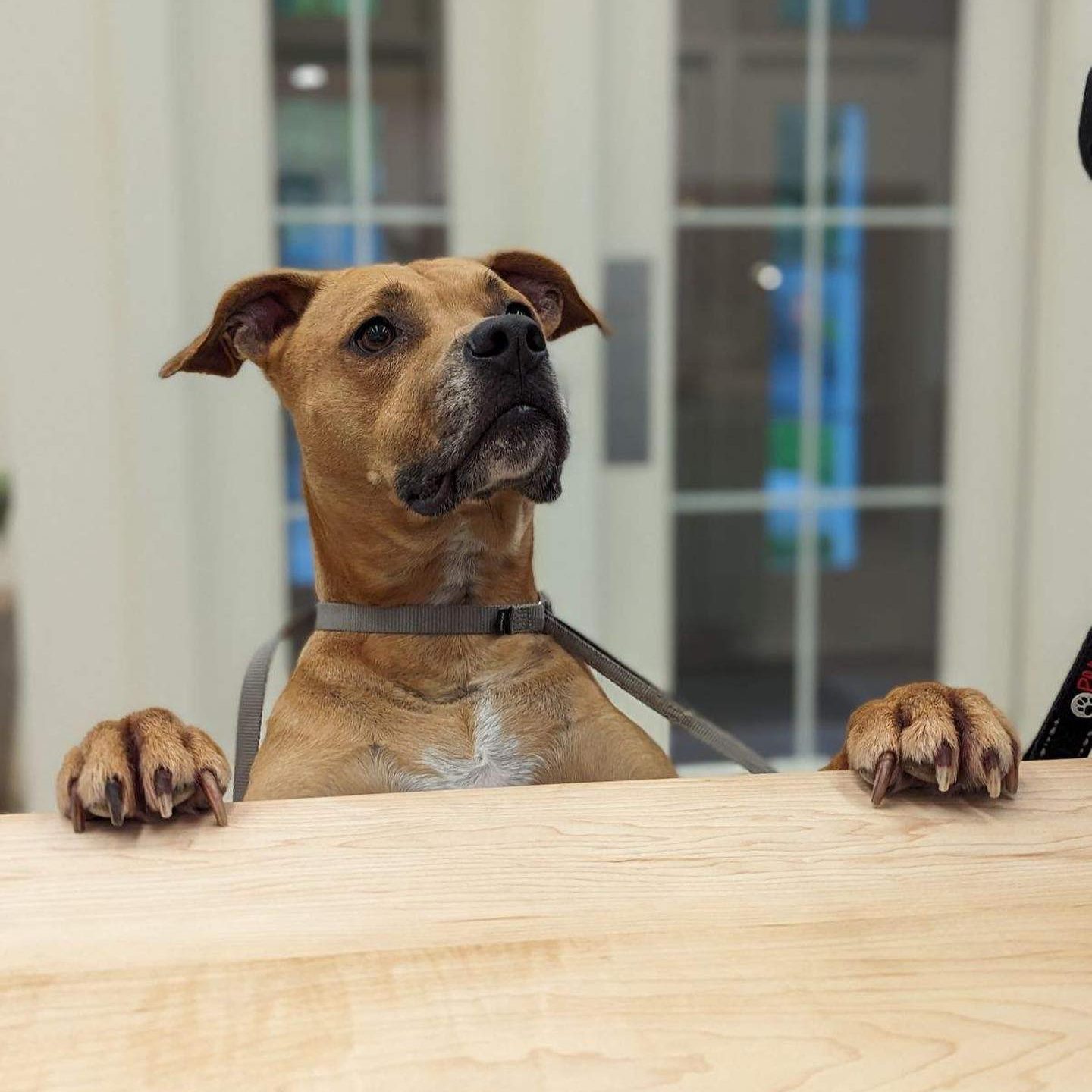 Mixed breed dog with paws on the table