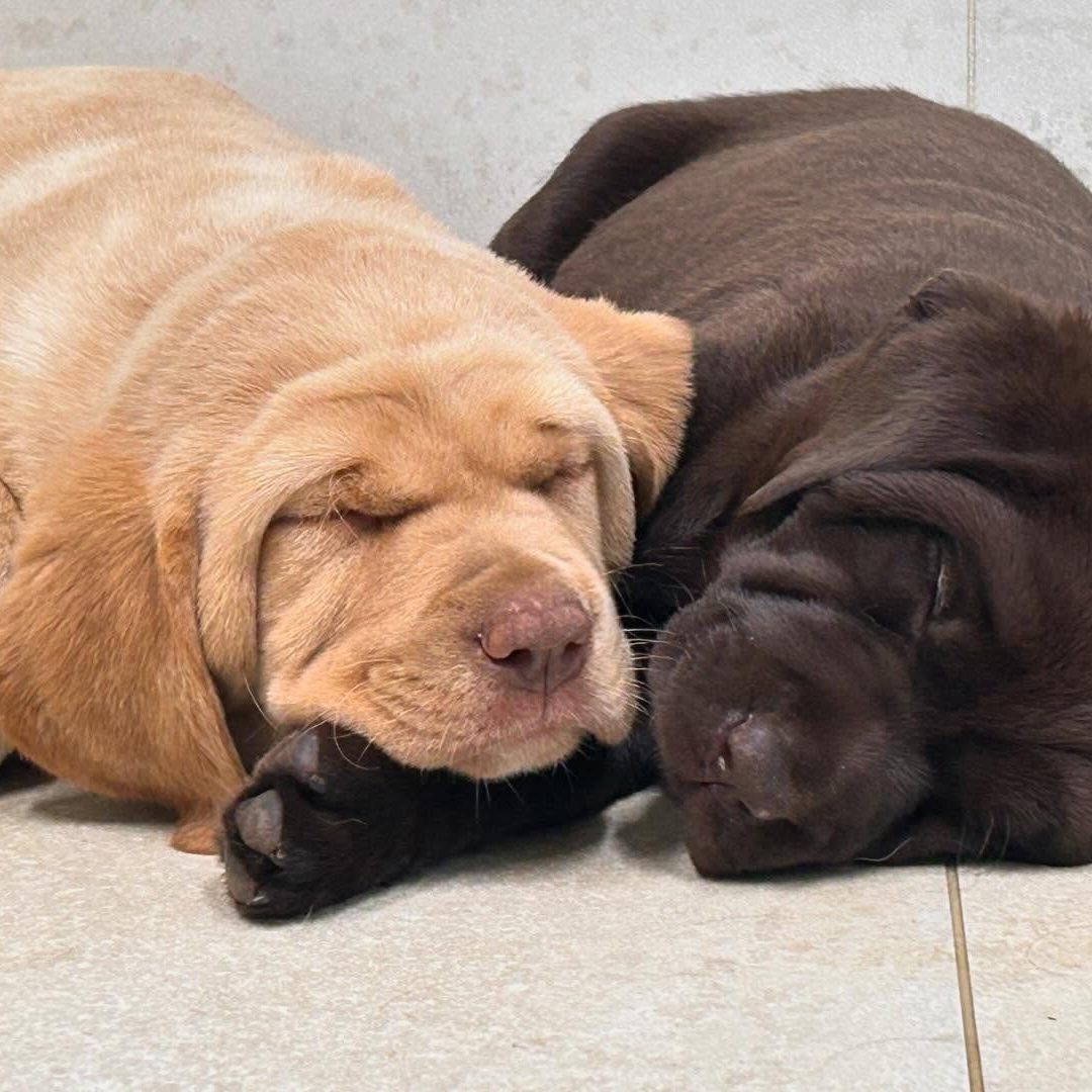 Two chow chows laying on each other