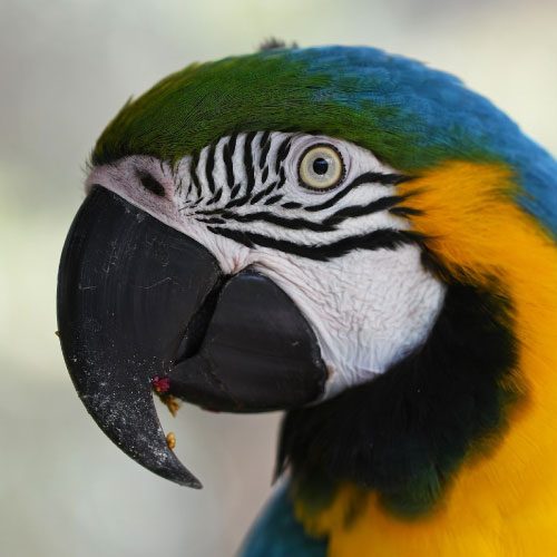 parrot